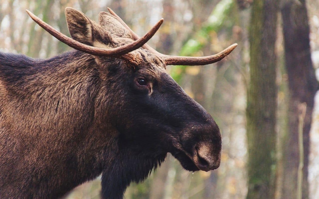 Älg som smyge i skogen